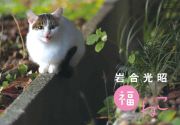 岩合光昭福ねこカレンダー　２０２４年