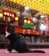 岩合光昭の世界ネコ歩き　台湾