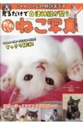 見るだけで自律神経が整う　かわいいねこ写真