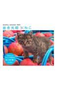 岩合光昭×ねこカレンダー　２０２２