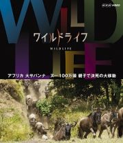 ワイルドライフ　アフリカ大サバンナ　ヌー１００万頭　親子で決死の大移動