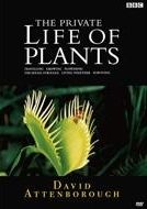ＢＢＣ　植物の世界　５　寄生植物の生態