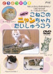 ＮＥＷ仔猫のニャンちゃん大集合