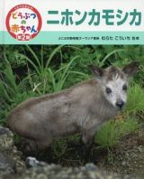 くらべてみよう！どうぶつの赤ちゃん　第２期　ニホンカモシカ