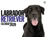 ＬＡＢＲＡＤＯＲ　ＲＥＴＲＩＥＶＥＲカレンダー　壁掛け　２０２０