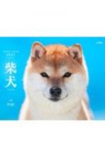 柴犬　２０２１