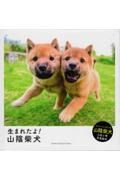 生まれたよ！山陰柴犬