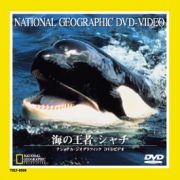 ナショナルジオグラフィック　海の王者　シャチ