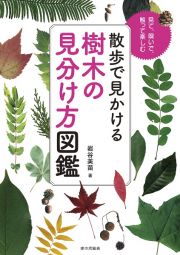 散歩で見かける樹木の見分け方図鑑