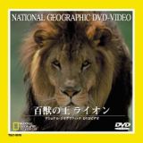 ナショナル　ジオ　グラフィック～百獣の王　ライオン