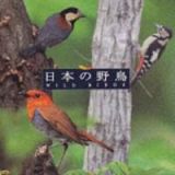 ＮＥＷ　ＢＥＳＴ　ＯＮＥ　日本の野鳥