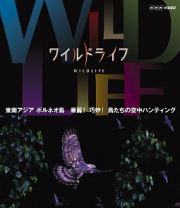 ワイルドライフ　東南アジア　ボルネオ　華麗！巧妙！　鳥たちの空中ハンティング