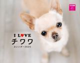 Ｉ　ＬＯＶＥ　チワワカレンダー　２０２５