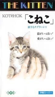 こねこ