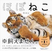 ほぼねこ　ネコ科の猛獣たちのネコみたいな写真集