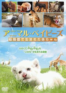 アニマル ベイビーズ 動物園で生まれた赤ちゃん 映画の動画 Dvd Tsutaya ツタヤ